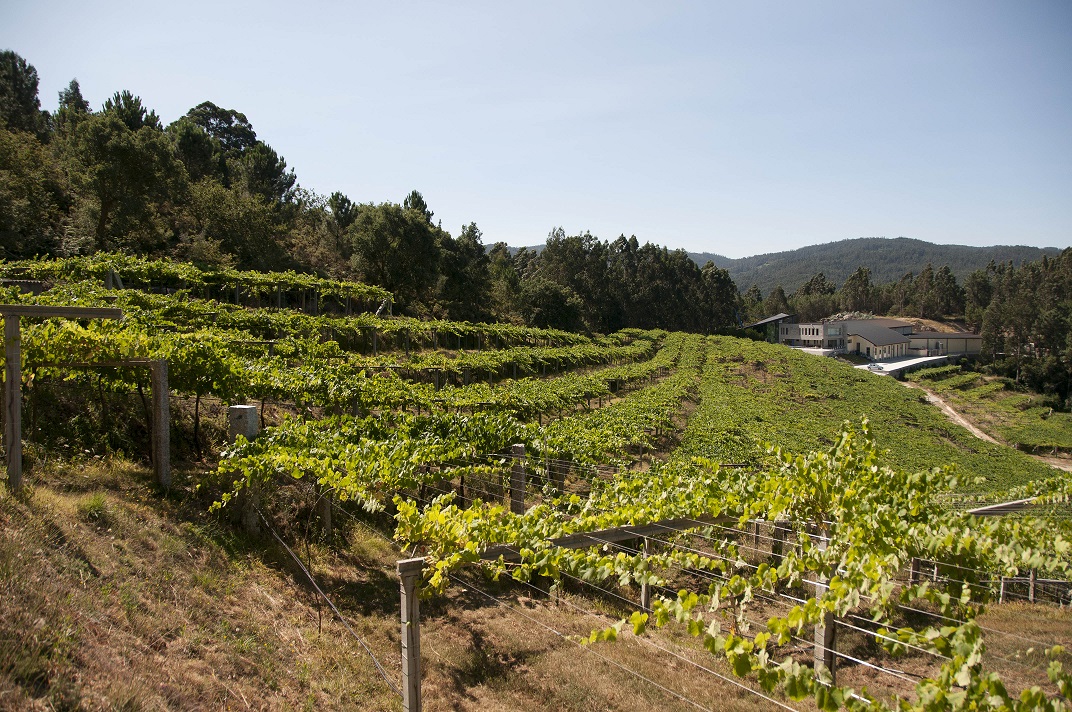 Mar de Frades vineyard